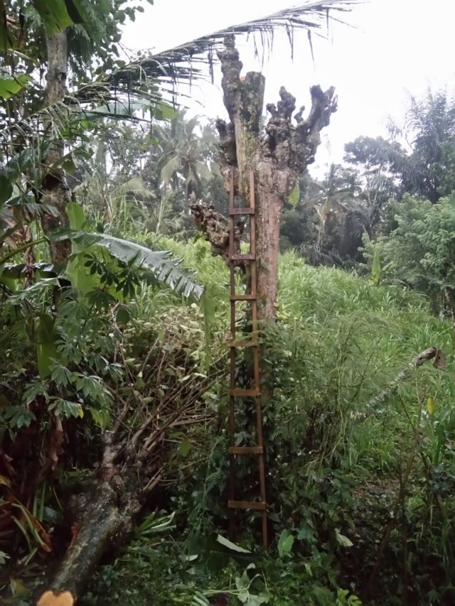 Tragis, Dewa Dudit Tewas Tertimpa Pohon yang Ditebang