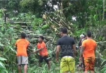Hujan Deras, Rumpun Bambu Timpa Rumah Warga