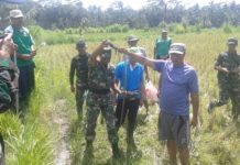 Gropyokan, TNI Bantu Petani Basmi Tikus Sawah di Bangli