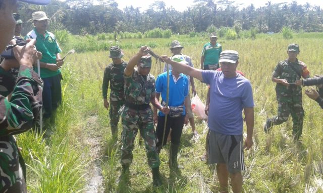 Gropyokan, TNI Bantu Petani Basmi Tikus Sawah di Bangli