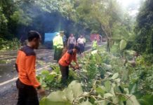 Pohon Jati Tumbang, Tutup Akses Jalan Utama Denpasar-Gilimanuk