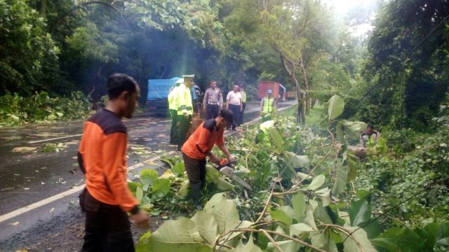 Pohon Jati Tumbang, Tutup Akses Jalan Utama Denpasar-Gilimanuk