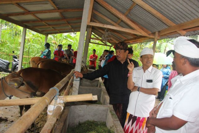 Dialog dengan Peternak Sapi, Koster Teringat Masa Kecil