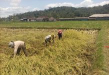 Diterpa Hujan Lebat dan Angin Kencang, Padi di Bangli Rebah