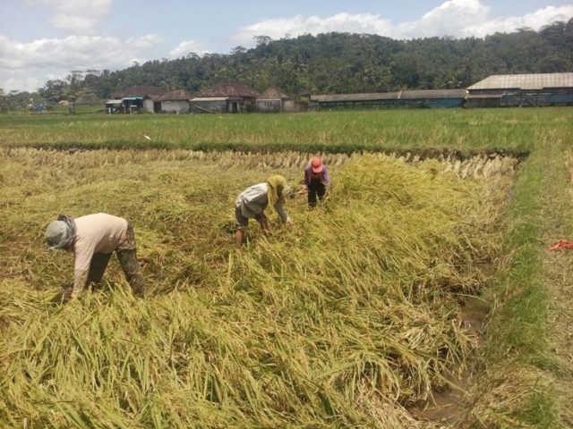 Diterpa Hujan Lebat dan Angin Kencang, Padi di Bangli Rebah