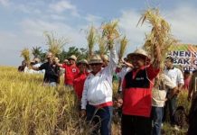 Wabup Sanjaya Panen Padi Sehat di Desa Tegal Mengkeb
