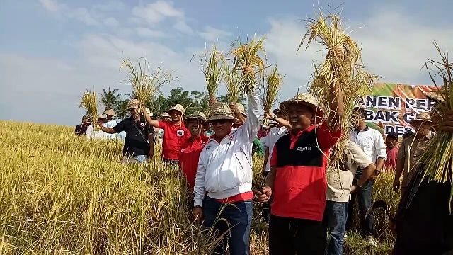 Wabup Sanjaya Panen Padi Sehat di Desa Tegal Mengkeb