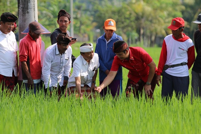 Terpilih, Koster Akan Kembangkan Varietas Padi Unggul dengan Teknologi Nuklir