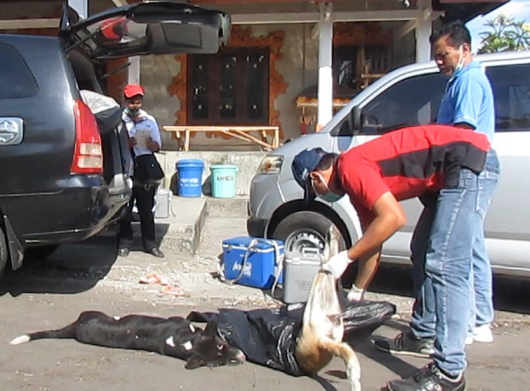 Puluhan Anjing Liar di Desa Delod Peken Dieleminasi