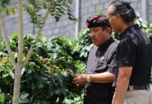 Fokus Genjot Kualitas dan Produksi Kopi Kintamani, Cok Ace Akan Sulap Mengani Jadi Destinasi Wisata