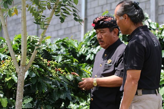 Fokus Genjot Kualitas dan Produksi Kopi Kintamani, Cok Ace Akan Sulap Mengani Jadi Destinasi Wisata