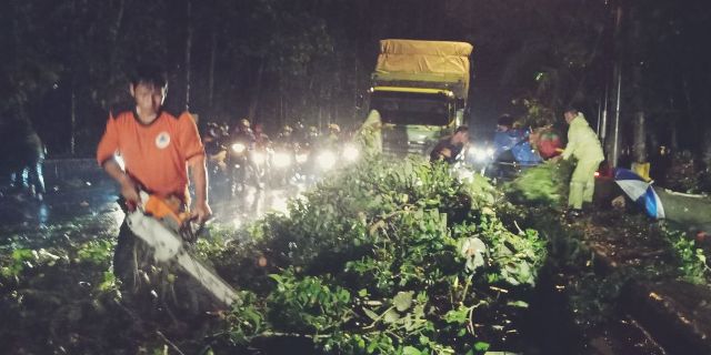 Imbas Pohon Tumbang Di Jalur Denpasar-Gilimanuk, Arus Lalu Lintas Macet