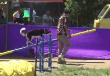 Dog Agility, Kampanyekan Anjing Sehat dan Bebas Rabies