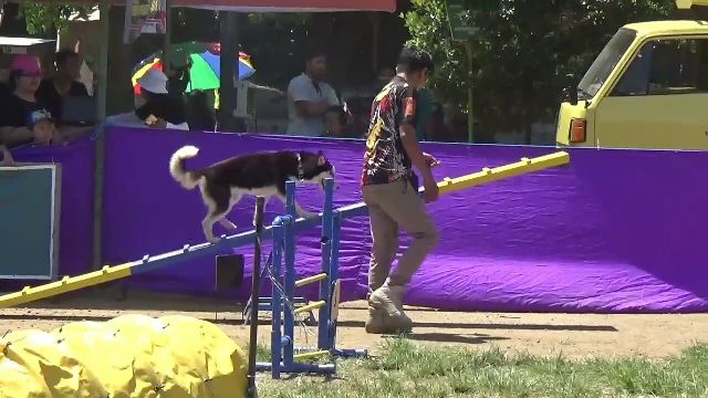 Dog Agility, Kampanyekan Anjing Sehat dan Bebas Rabies