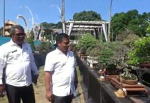 Kontes Bonsai Nusantara di Gianyar Diramaikan 320 Peserta