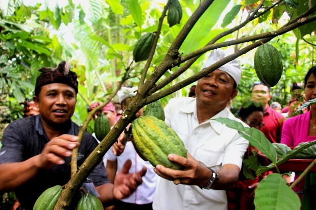 Tinjau Perkebunan Kakao di Jembrana, Koster  akan Jadikan Percontohan Sistem Pengolaan Pertanian di Bali