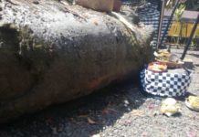 Semburan Asap Muncul dari Batang Pohon Beringin