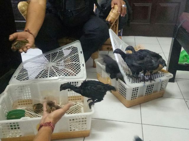 Polisi Gilimanuk Gagalkan Penyelundupan Anak Ayam