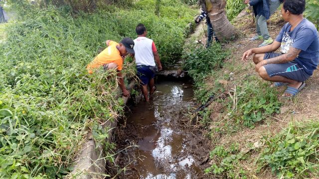 Irigasi Rusak, Puluhan Hektar Sawah Subak Bantas Bale Agung Terancam Gagal Panen