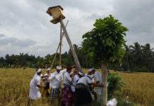 Kembangkan Desa Wisata Timpag Lestarikan Tyto Alba dan Pertanian