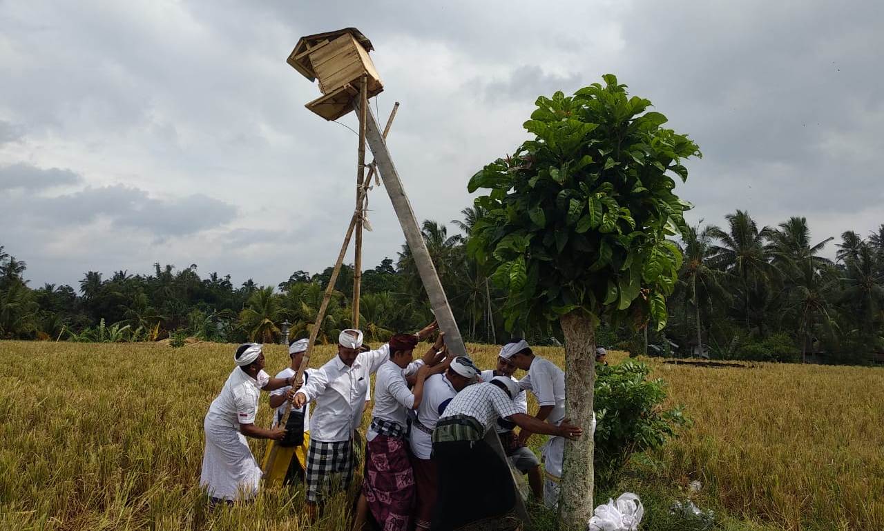 Kembangkan Desa Wisata Timpag Lestarikan Tyto Alba dan Pertanian