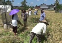 Panen Melimpah, Petani Jual Gabah ke Tengkulak