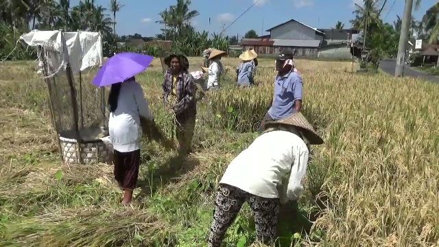 Panen Melimpah, Petani Jual Gabah ke Tengkulak