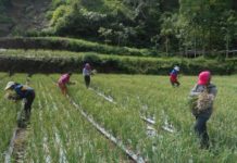 Harga Bawang Anjlok, Petani Merugi