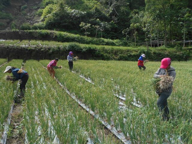 Harga Bawang Anjlok, Petani Merugi  