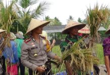 Kapolres Bangli Pantau Panen Raya Padi