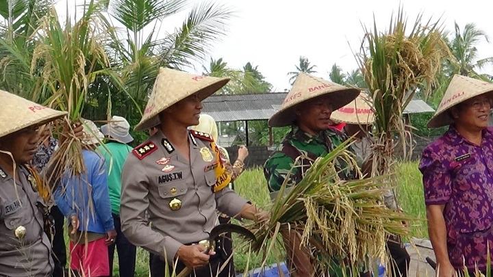 Kapolres Bangli Pantau Panen Raya Padi