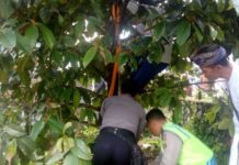 Siswi SMP Ditemukan Tewas Gantung Diri di Pohon Manggis