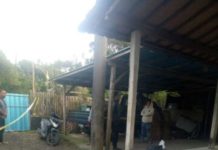 Enam Ayam Aduan di Gondol Maling
