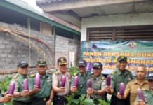 Sinergitas TNI dan Polri Tabanan Panen Terong