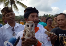 Pemanfaatan Tyto Alba Sebagai Predator Alami Tikus