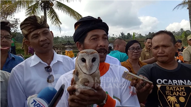 Pemanfaatan Tyto Alba Sebagai Predator Alami Tikus