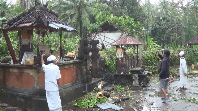 Pohon Pule Tumbang Timpa Pura Prajapati Pohsanten