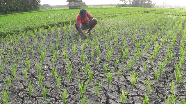 Ratusan Hektare Sawah Kekeringan, Petani Desa Budeng Terancam Gagal Panen