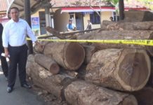 Polisi Amankan Puluhan Batang Kayu Ilegal di Jembrana