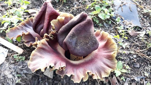 Bunga Bangkai Kembali Ditemukan Warga di Jembrana