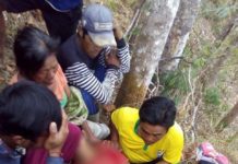 Cari Pakan Ternak, Petani Ini Tewas Terjatuh dari Pohon
