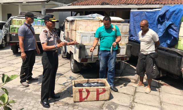 Polsek Gilimanuk Amankan Tiga Kendaraan Angkut 4,7 Ton Ikan Tongkol Tanpa Dokumen