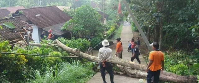 Pohon Tumbang Timpa Rumah Warga di Yeh Embang