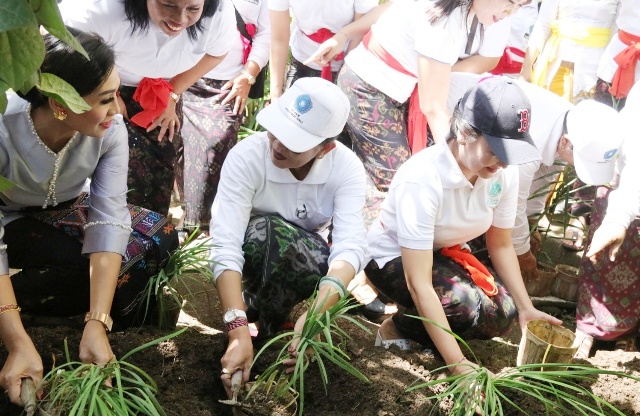 Hijaukan Halaman Rumah, Ny. Putri Koster Harmonisasi dan Sinkronisasi “HATINYA PKK” di Desa Keliki