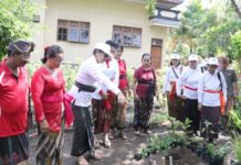 HATInya PKK di Jembrana, Ny. Putri Koster Ajak Masyarakat Tata Halaman Rumah Agar Indah dan Bermanfaat Hatinya PKK