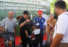 Lepas Curik Bali, Cok Ace Jaga Populasi Satwa Langka Wakil Gubernur Bali Tjokorda Oka Artha Ardana Sukawati melepasliarkan burung Curik Bali di Bali Safari & Marine Park, Gianyar