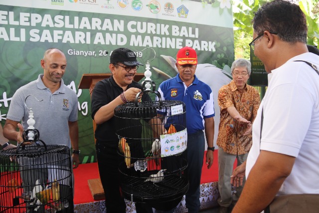 Lepas Curik Bali, Cok Ace Jaga Populasi Satwa Langka