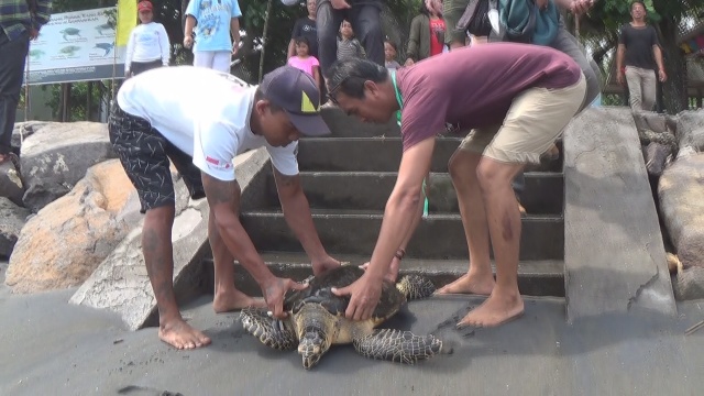 Tersangkut Jaring Nelayan, Penyu Langka Dilepas ke Laut