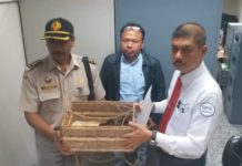 Penyelundupan Kalajengking Berbisa Digagalkan Petugas Bandara Ngurah Rai