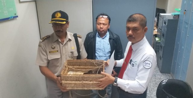 Penyelundupan Kalajengking Berbisa Digagalkan Petugas Bandara Ngurah Rai